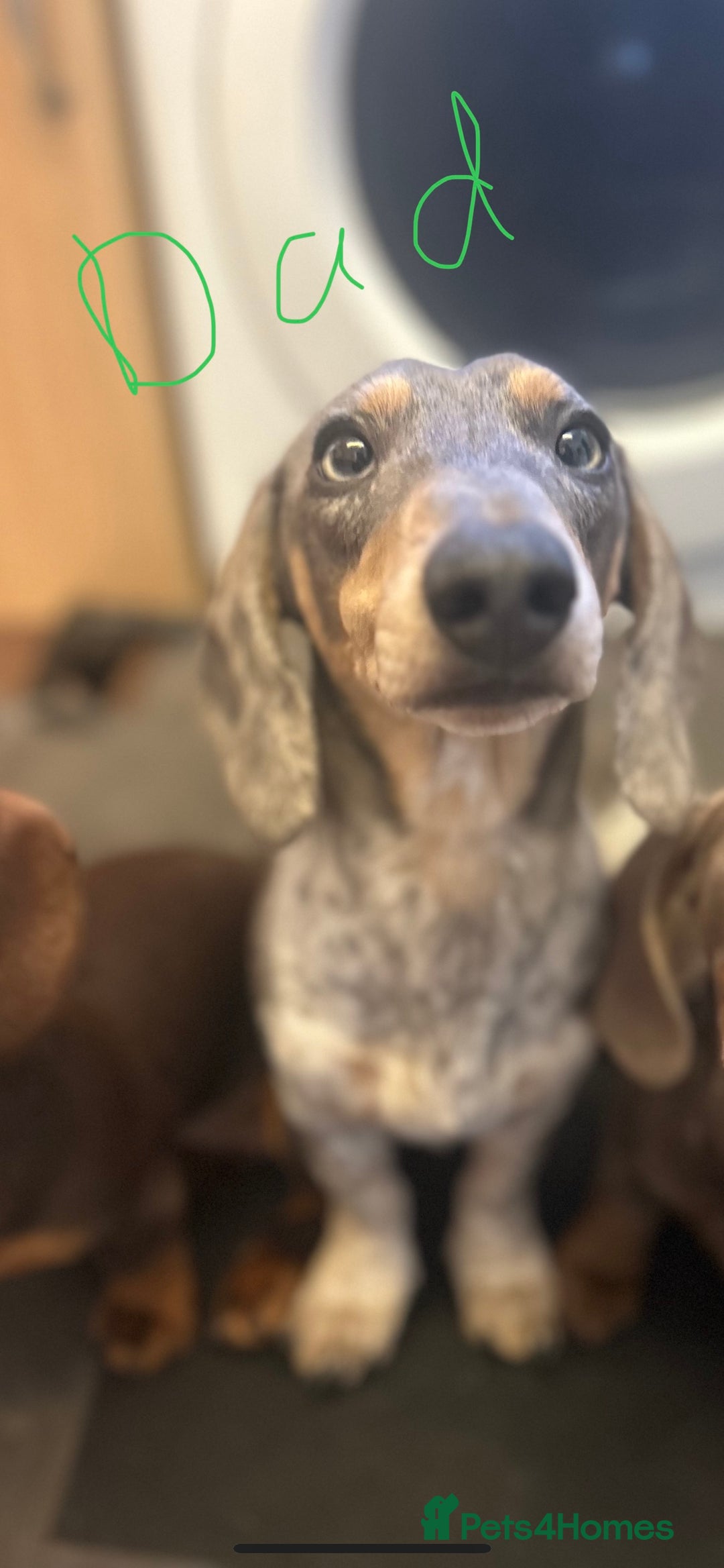 Miniature Dachshund dogs for sale: Stunning Miniature Dachshunds - Image 18