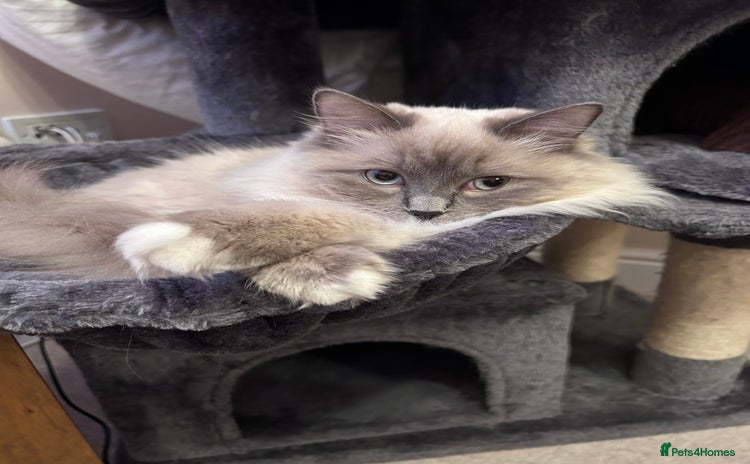 Ragdoll cats - Advert 12