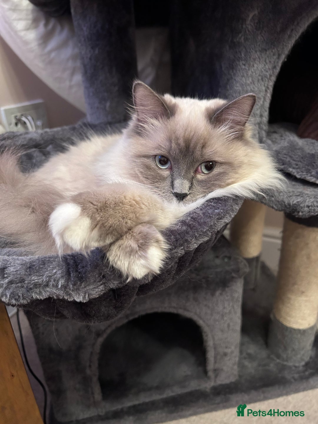 Ragdoll cats for sale: 3 Year Old Beautiful Female Ragdoll  - Image 1