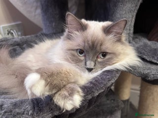 Ragdoll cats - Advert 20