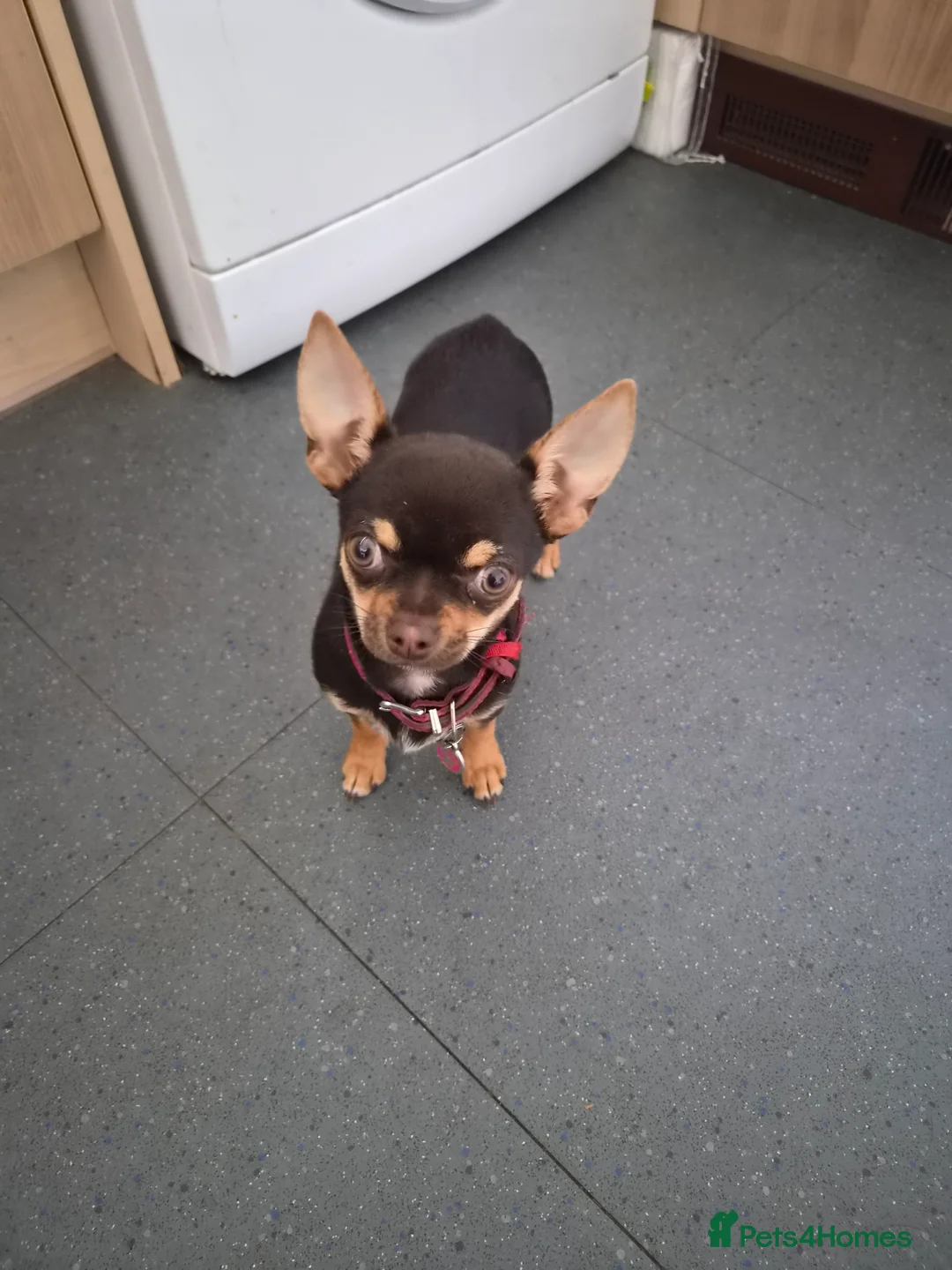 Chihuahua dogs for sale: Chihuahua  - Advert 2