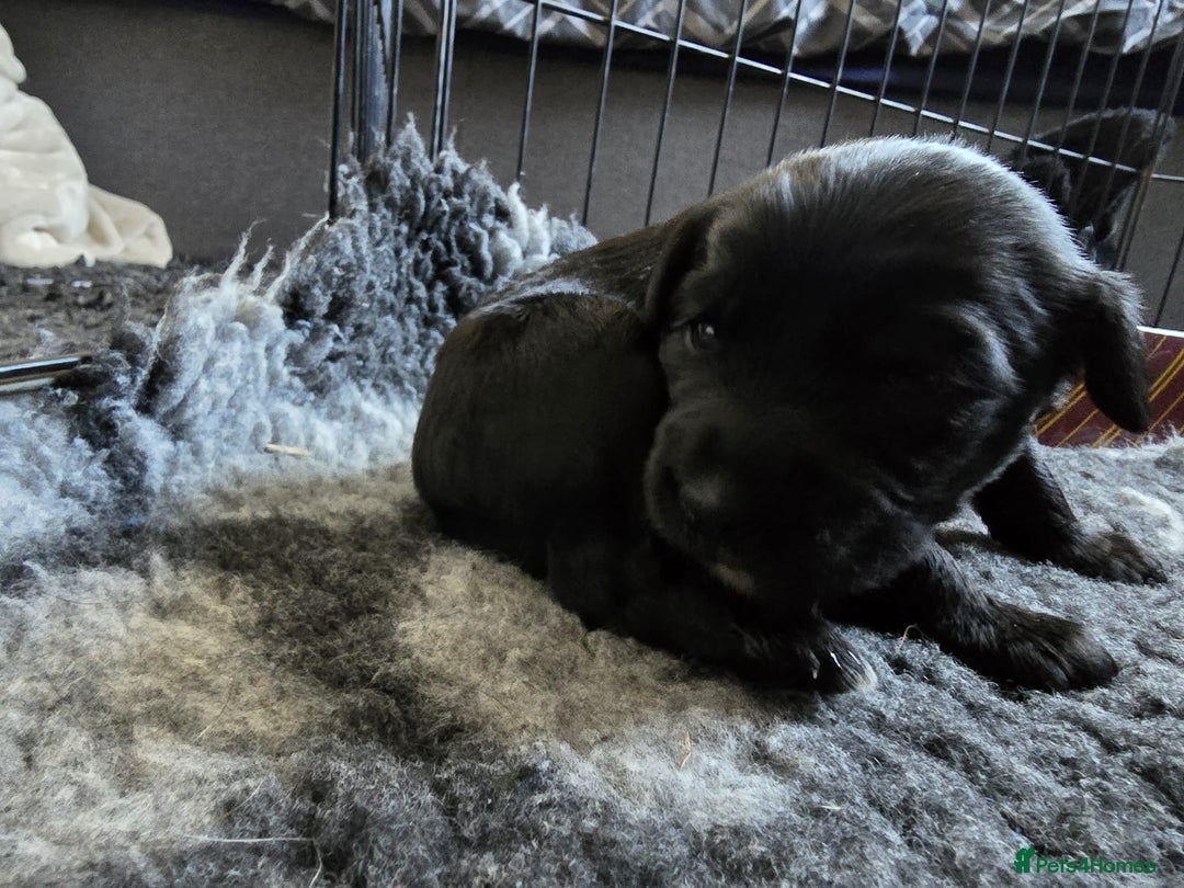 Mixed Breed dogs for sale: 8 Beautiful Puppies Looking for Forever Homes! - Advert 22