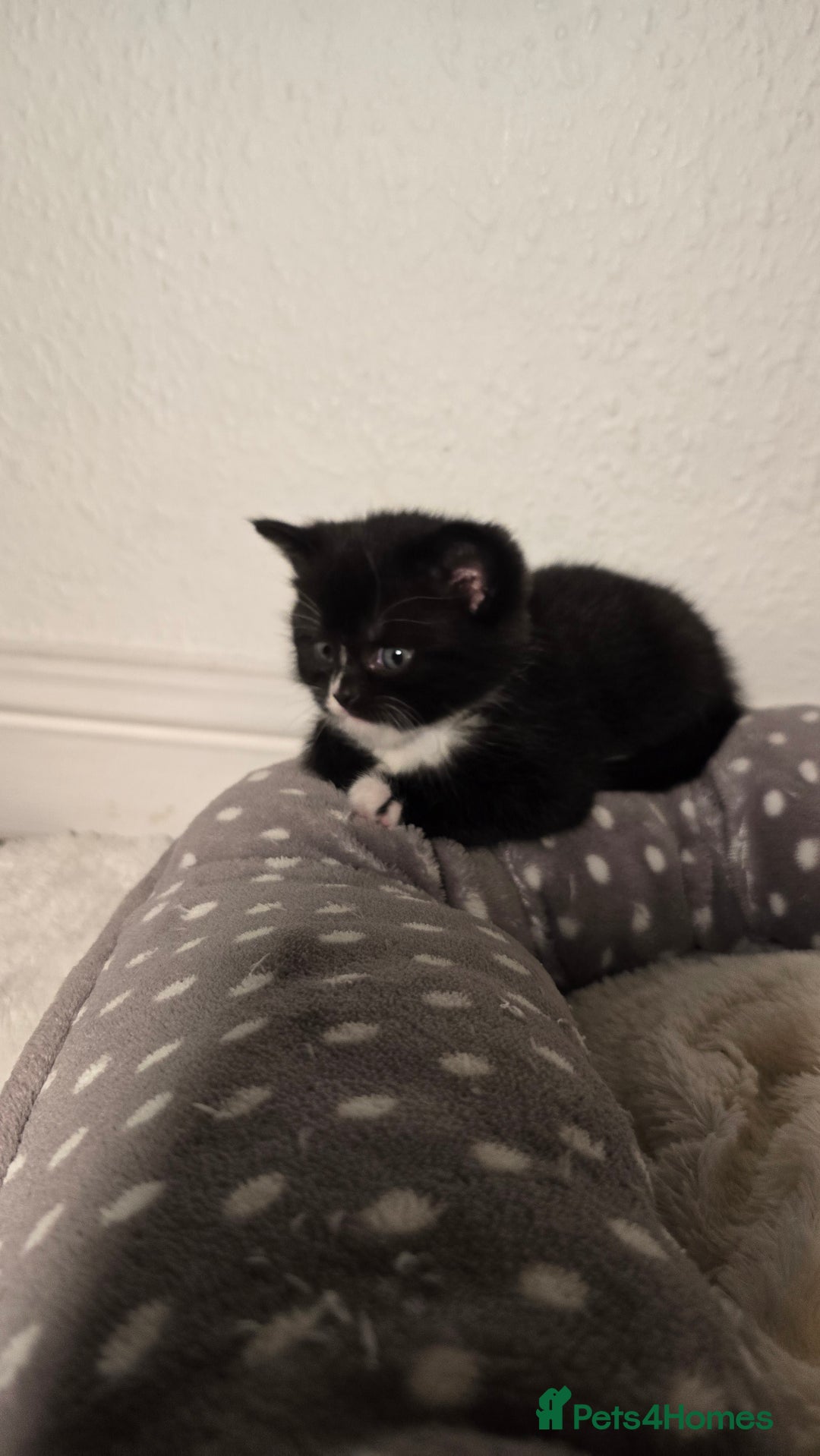 Mixed Breed cats for sale: Adorable British Shorthair Mix Kitten - Image 3