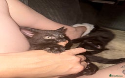 Bombay cats for sale: Bombay x birth shorthair - Image 3