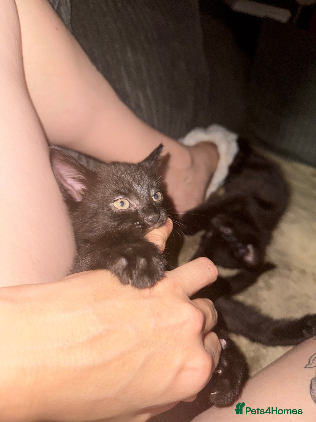 Bombay cats for sale: Bombay x birth shorthair - Image 3