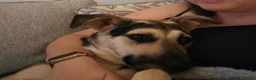 Mixed Breed dogs for adoption: ANTONIO - FOR ADOPTION  in Southport - Advert 8