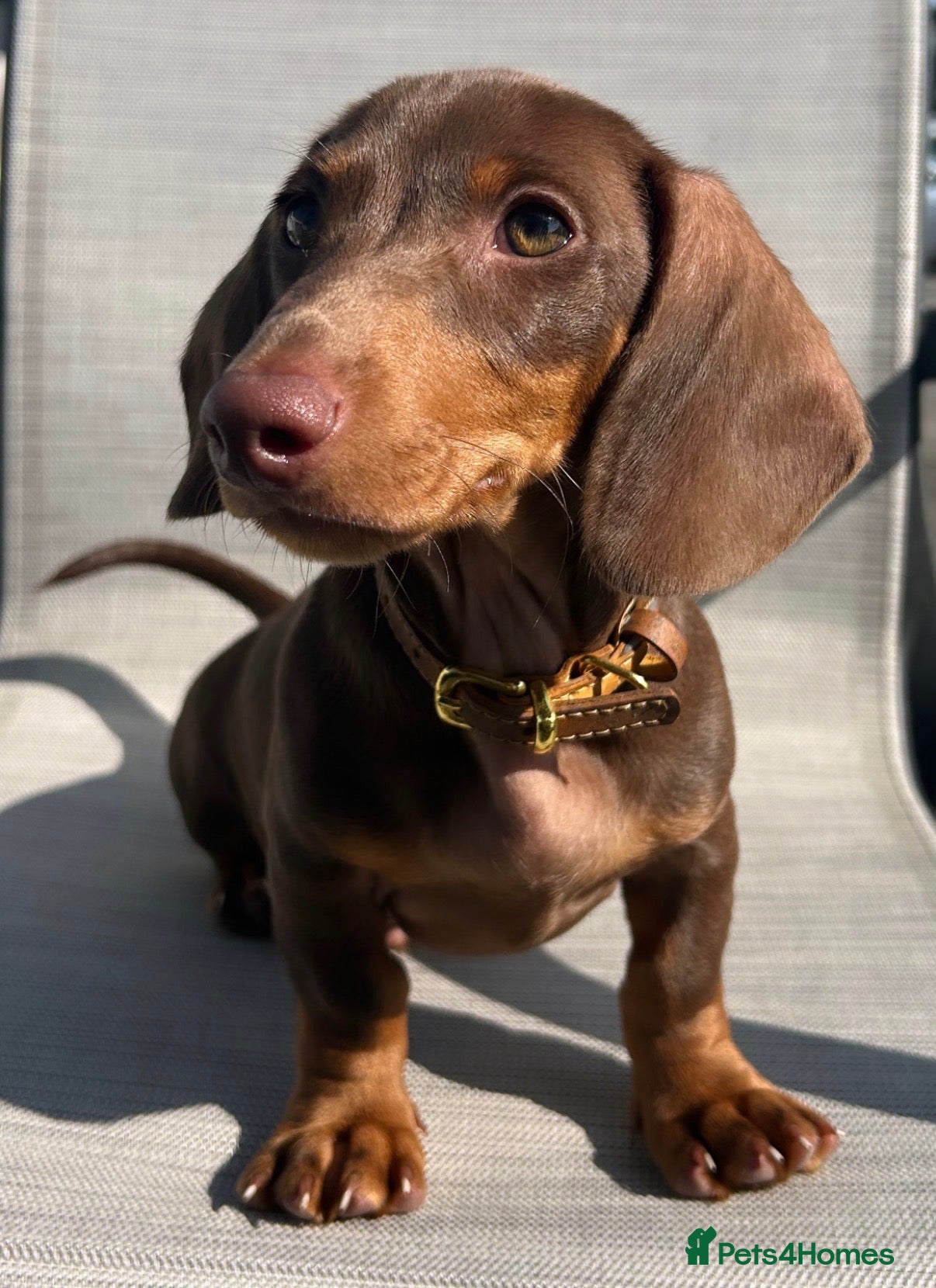 Miniature Dachshund dogs Miniature Dachshund for Rehoming - Advert 1