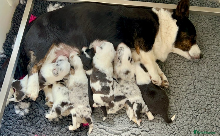 Welsh Corgi Cardigan dogs - Advert 2