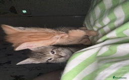 Mixed Breed cats for sale: Only gingers left!  - Image 4