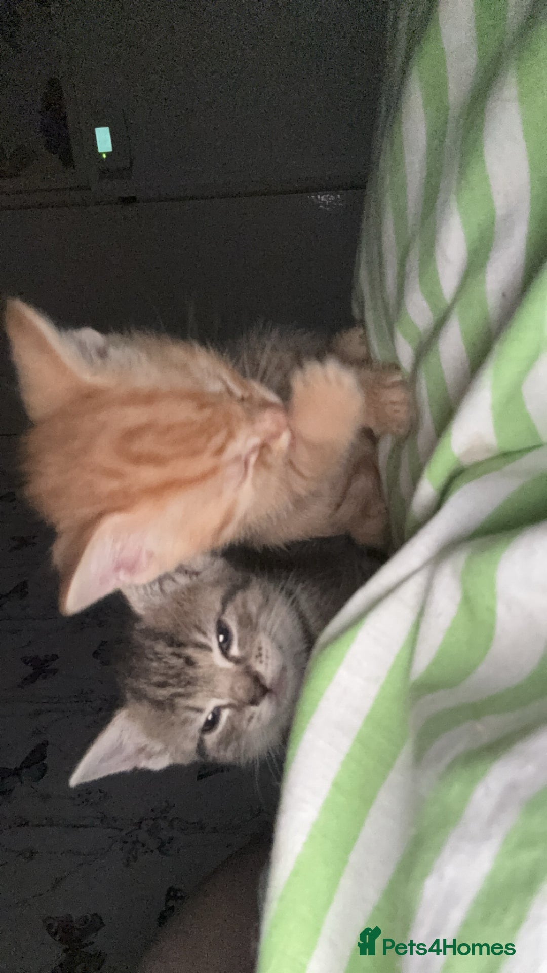 Mixed Breed cats for sale: Only gingers left!  - Image 4