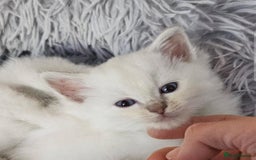 Ragdoll cats for sale: Beautiful Gccf registered ragdolls. - Image 14