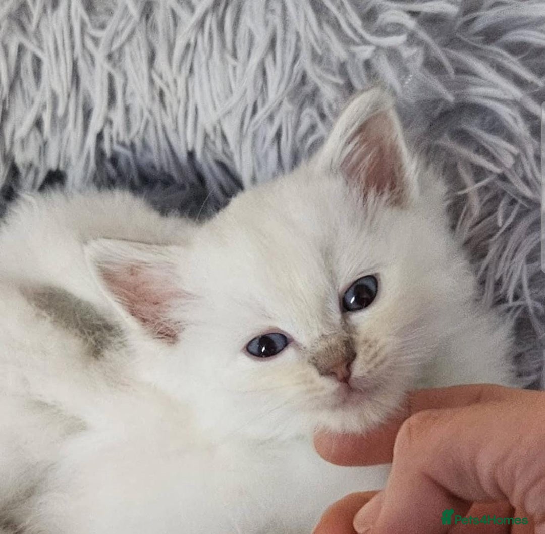 Ragdoll cats for sale: Beautiful Gccf registered ragdolls. - Image 14