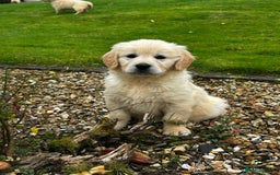 Golden Retriever dogs for sale: Stunning Golden Retriever Pups - Image 6