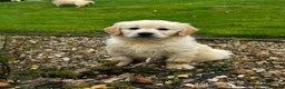 Golden Retriever dogs for sale: Stunning Golden Retriever Pups - Advert 6