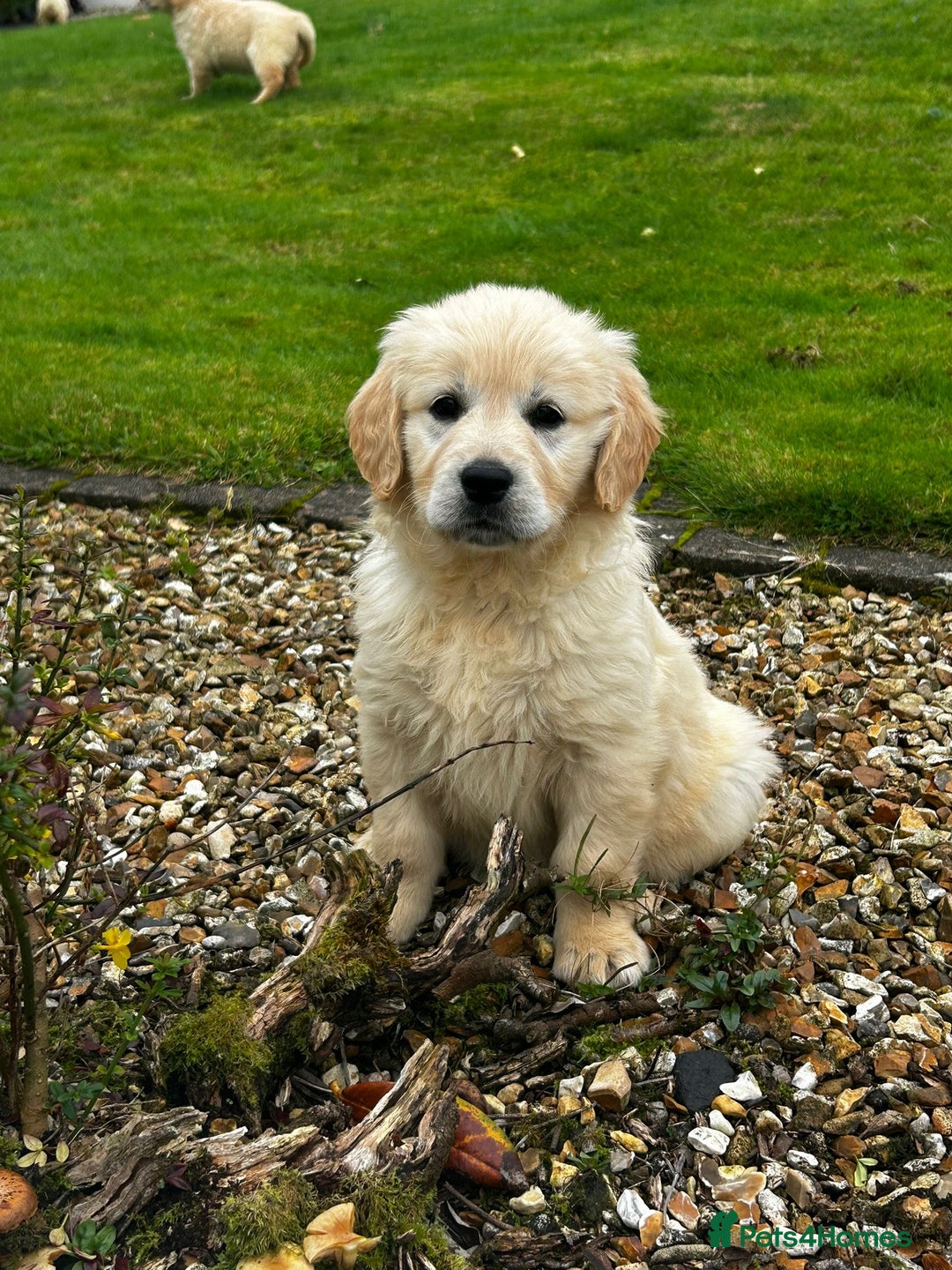 Golden Retriever dogs for sale: Stunning Golden Retriever Pups - Image 6