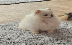 Pomeranian dogs for sale: Extra small pom girl 1kg - Image 6