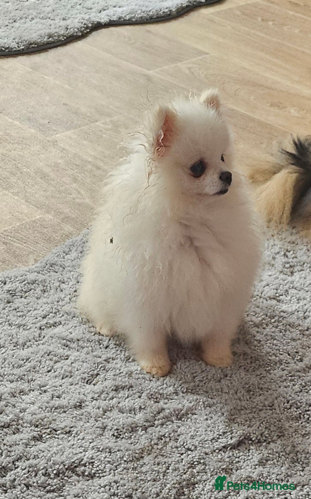 Pomeranian dogs for sale: Extra small pom girl 1kg - Image 6