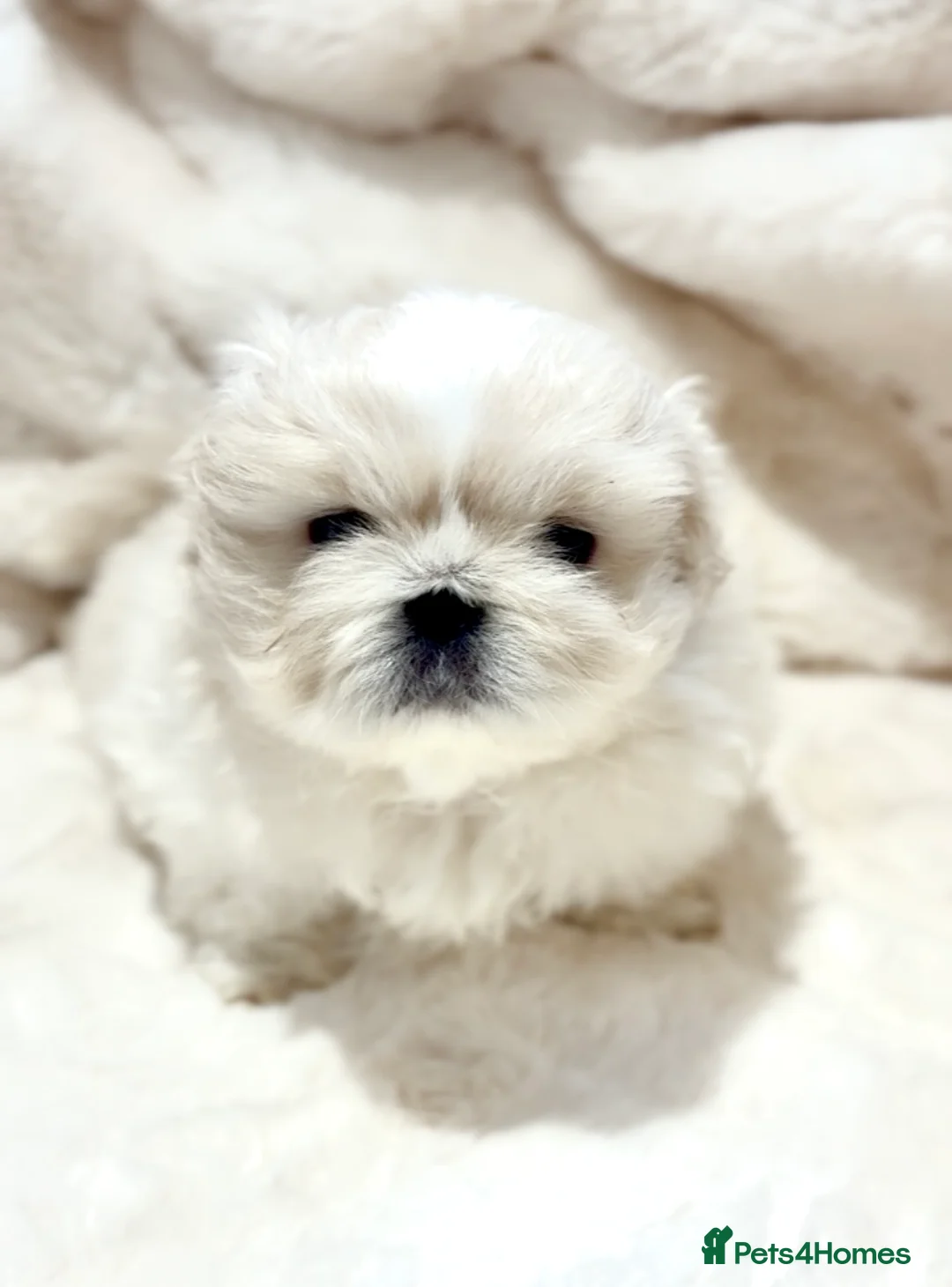 Pekingese dogs for sale: Exceptional KC Registered Pekingese Puppies.  - Advert 2