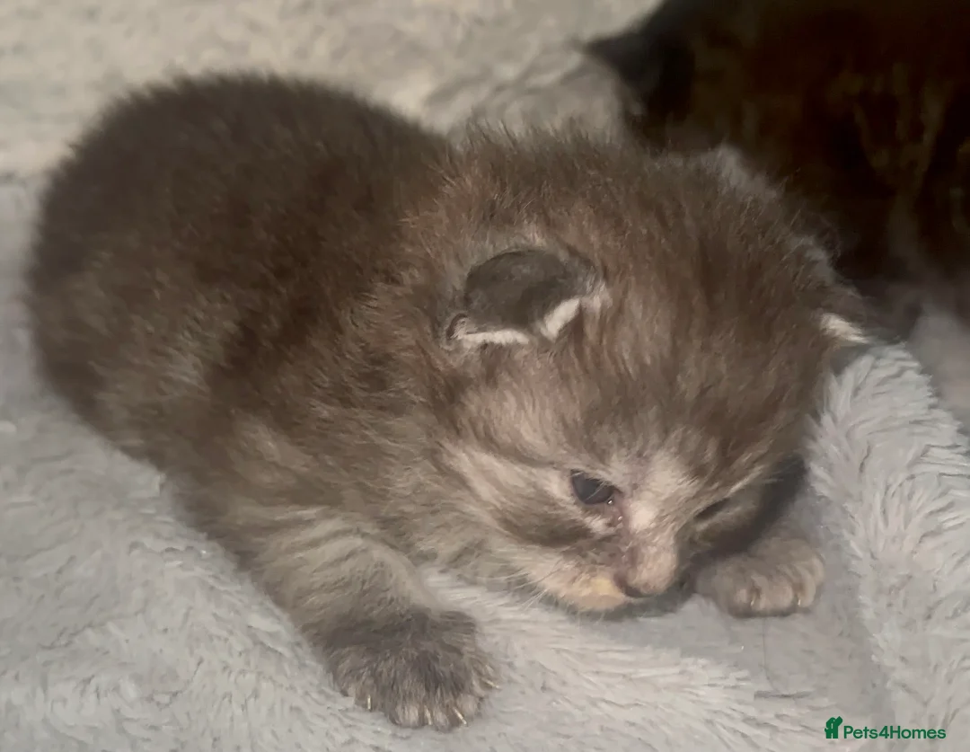 Maine Coon cats for sale: TICA MAINE COON KITTENS - Advert 5