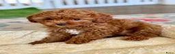 Cavapoo dogs for sale: Outstanding F1 Toy’s - Health Tested - KC parents - Advert 5