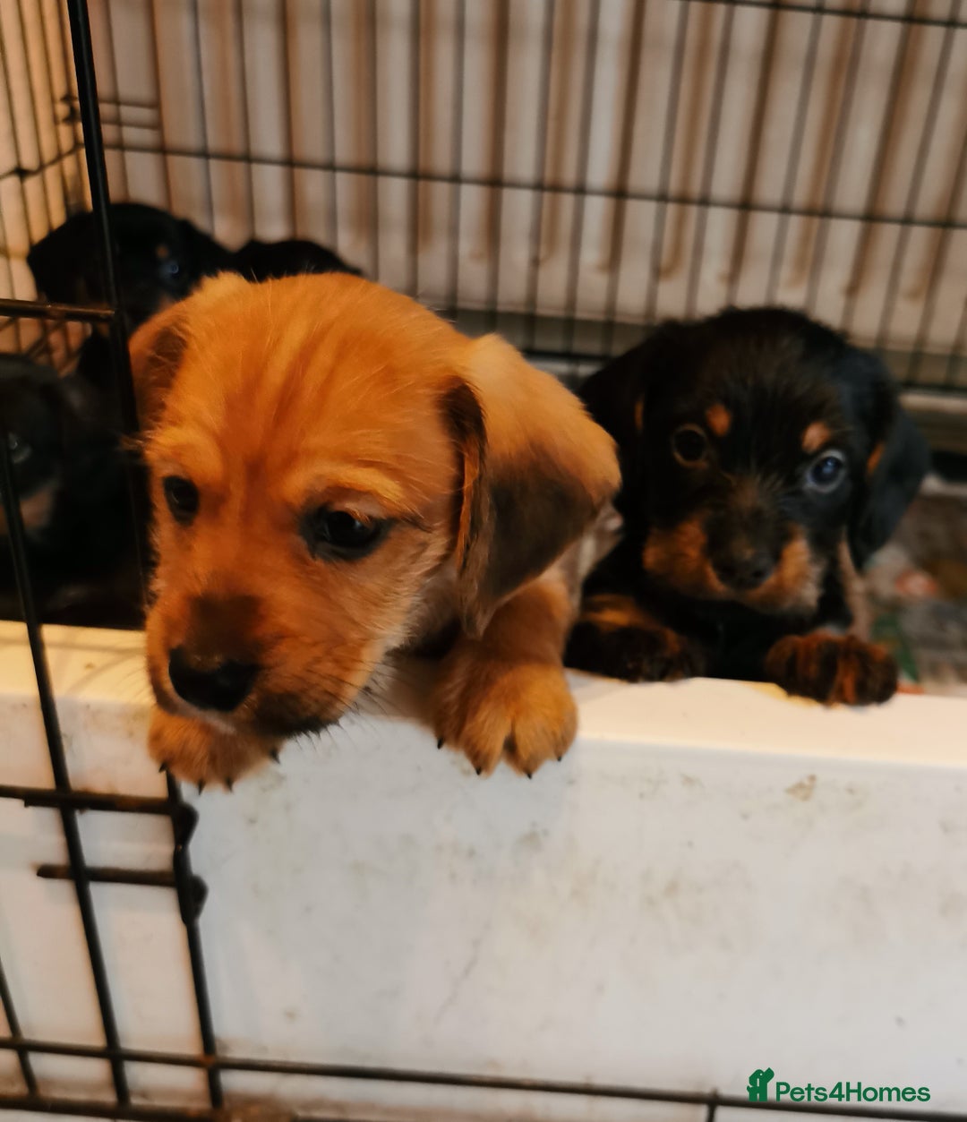 Mixed Breed dogs for sale: Adorable playful Cavachon x Dachshound pups - Advert 5