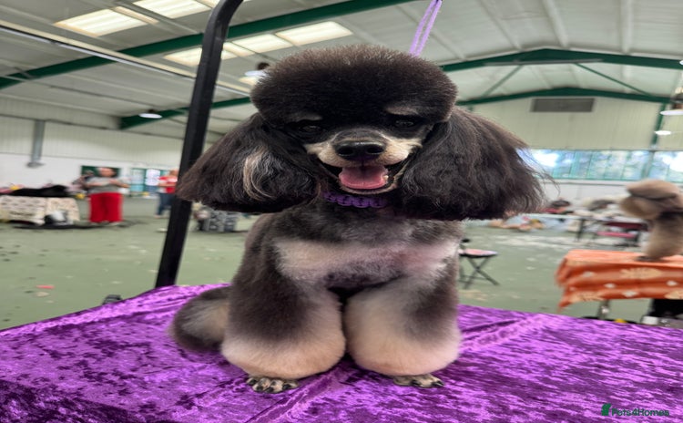 Toy Poodle dogs - Advert 3