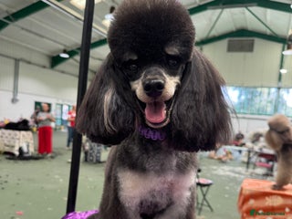 Toy Poodle dogs for stud - Advert 2