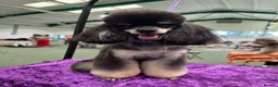 Toy Poodle dogs for stud: Kc registered, dna tested health and colour - Advert 3