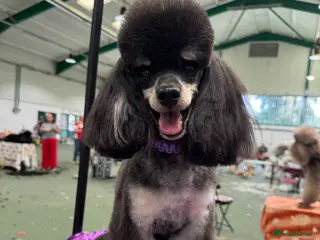 Toy Poodle dogs Kc registered, dna tested health and colour - Advert 1