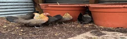 Chickens poultry for sale: 7 Dutch Bantam Hens Gold & Silver Partridge  in Ulverston - Advert 3