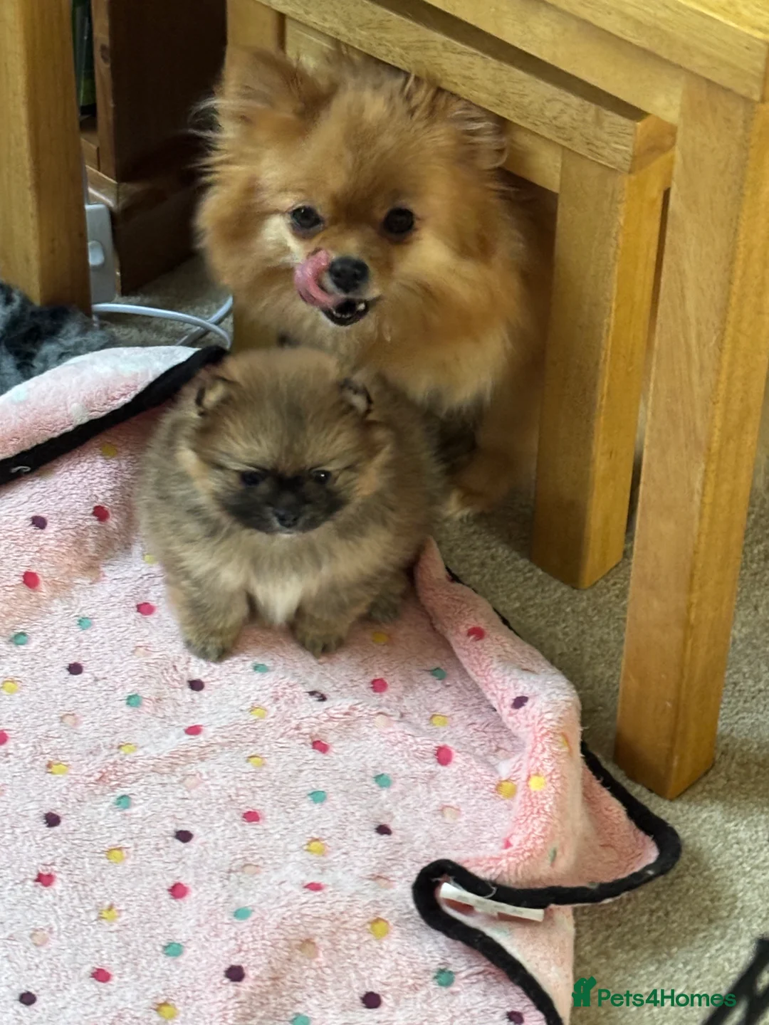 Pomeranian dogs for sale: Pomeranian puppy for sale - Advert 7