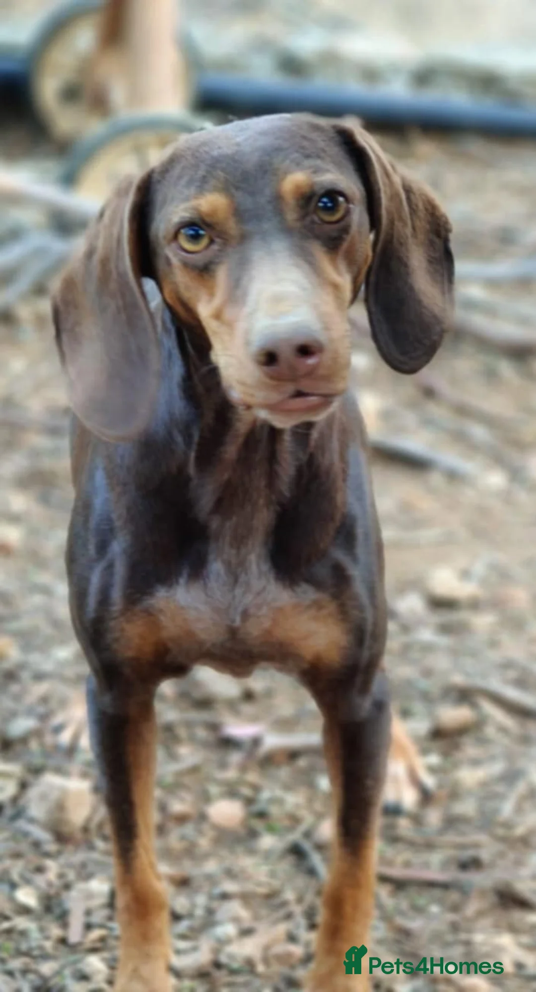 Mixed Breed dogs for adoption: Sienna is looking for her forever family  - Advert 6