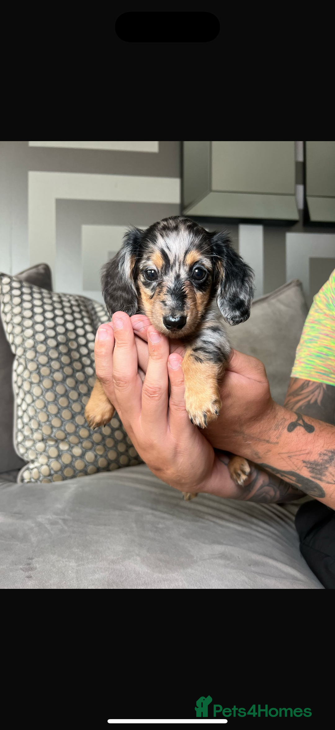 Miniature Dachshund dogs for sale: Long-Haired Dapple Mini Dachshund Puppy (RE-HOME) - Image 9