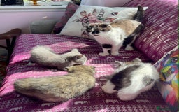 Munchkin cats for sale: Munchkin x Scottish Fold - Image 30