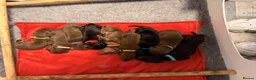Dachshund dogs for sale: Stunning standard dachshund puppies  - Advert 4