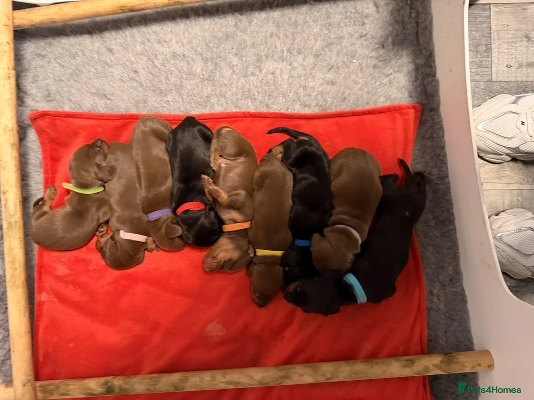 Dachshund dogs for sale: Stunning standard dachshund puppies  - Advert 4