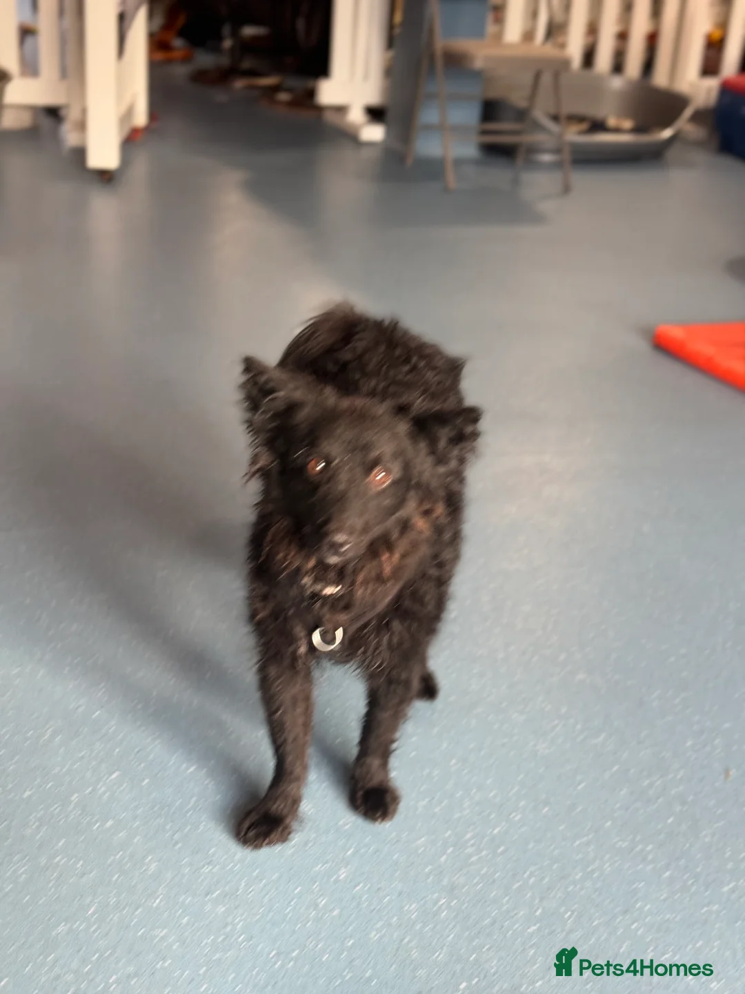 Mixed Breed dogs for adoption: Sweet Diana looking for a home in Salisbury - Advert 11