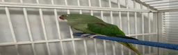 Parrots birds for sale: Young Male Alexandrine Parrot - Advert 2