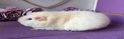 Guinea Pig rodents for sale: Pair Of Teddy Girls  - Advert 5