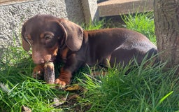 Miniature Dachshund dogs for sale: KC Registered Miniature Dachshund Puppies For Sale - Image 8