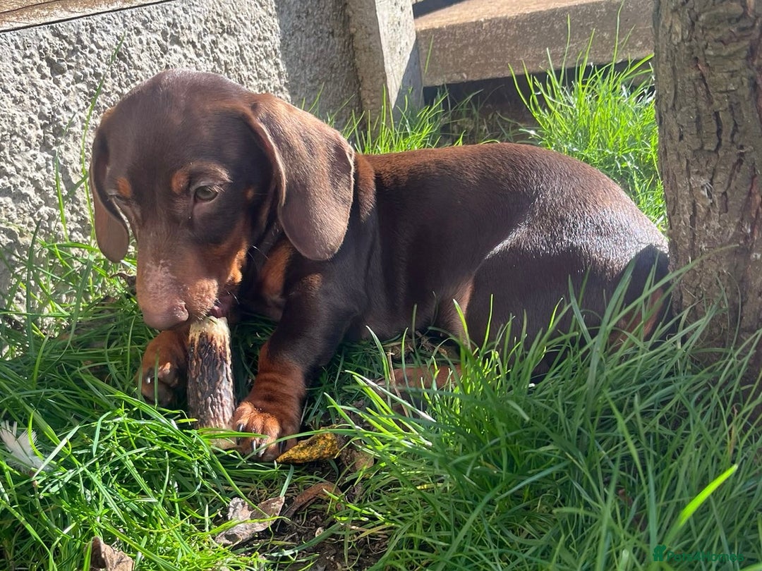 Miniature Dachshund dogs for sale: KC Registered Miniature Dachshund Puppies For Sale - Image 8