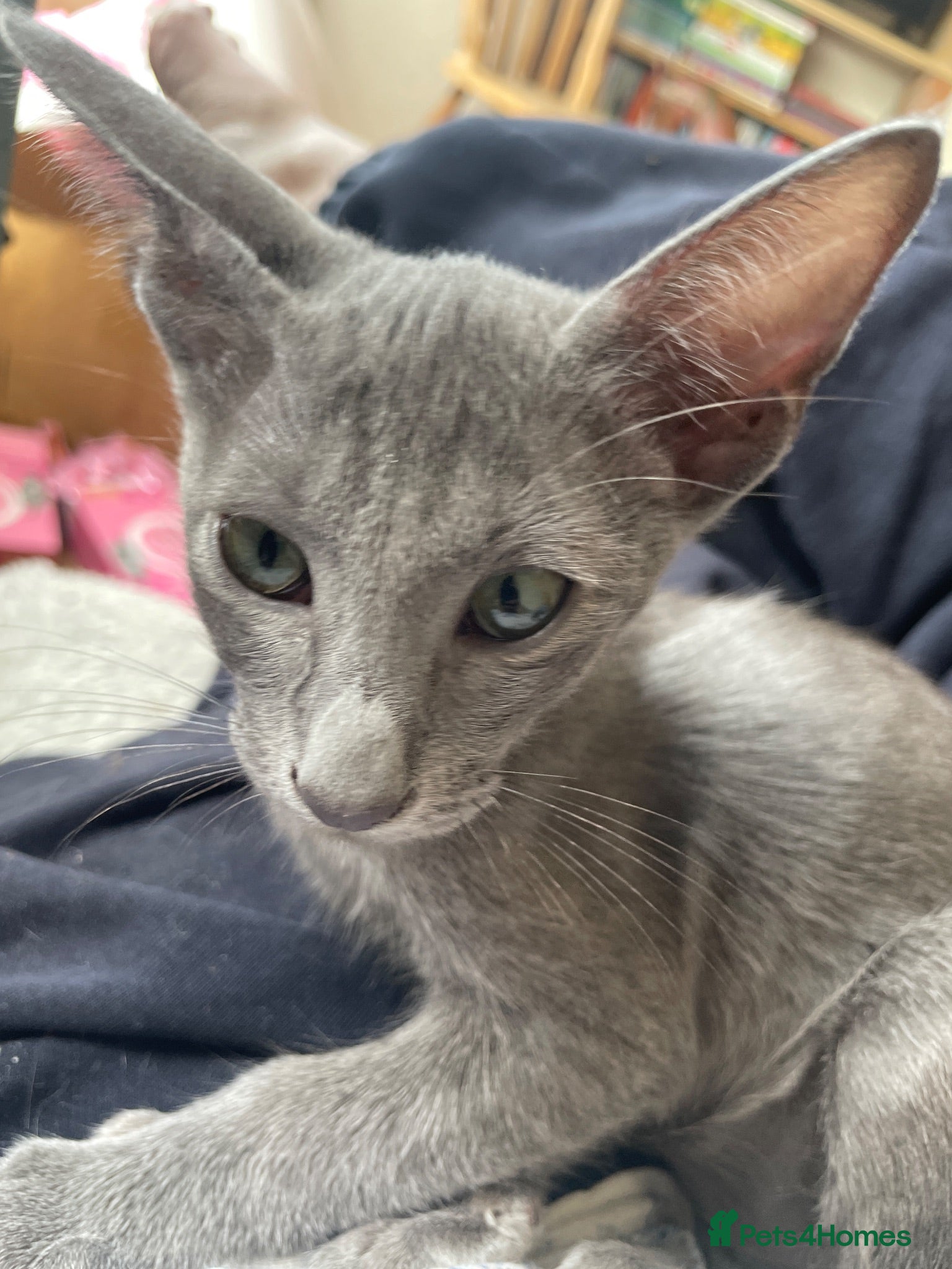 Oriental cats for sale: 2. stunning oriental kittens now available  - Advert 1