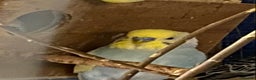 Budgerigars birds for sale: 3 boy budgies for sale  - Advert 6