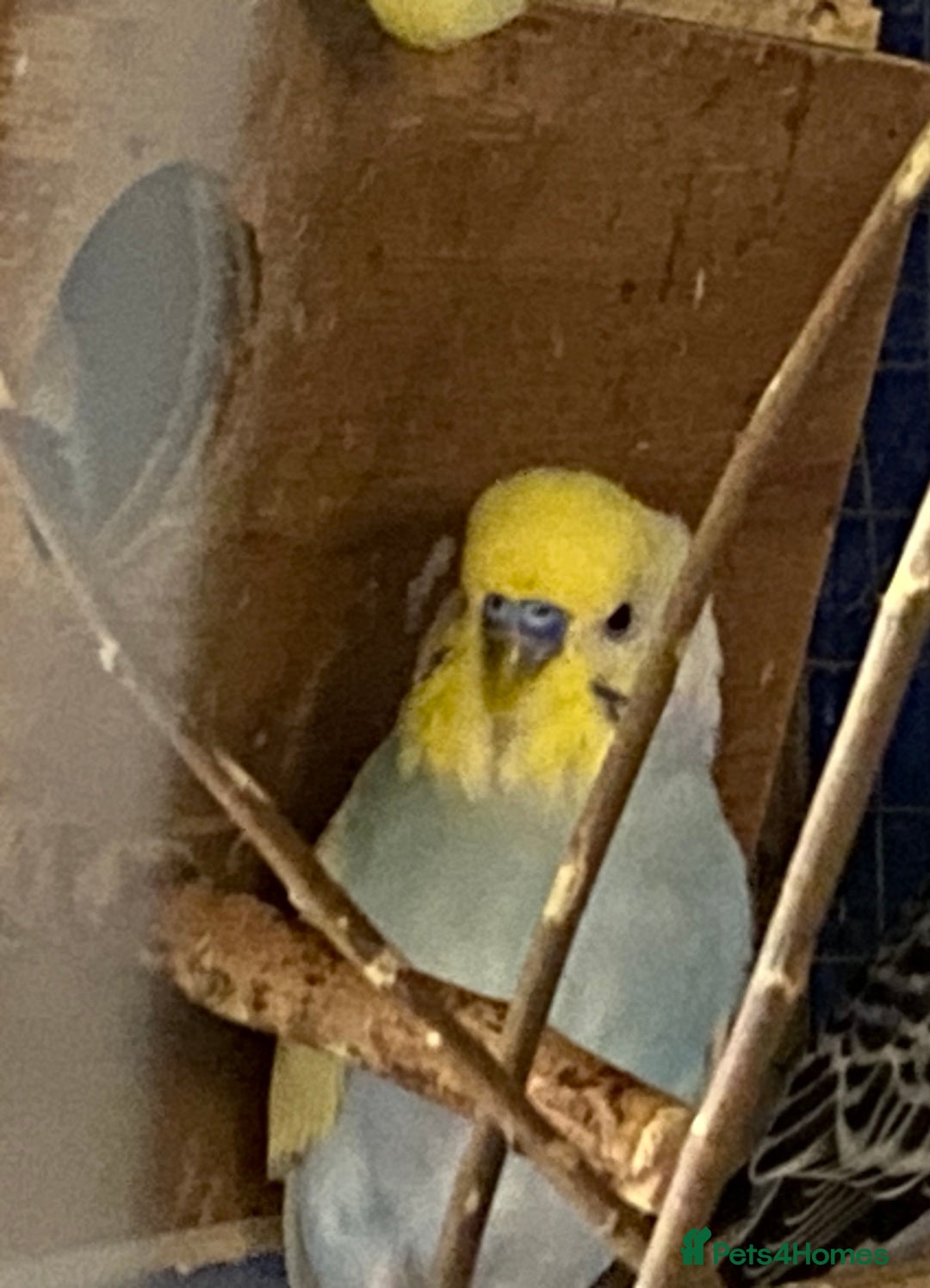 Budgerigars birds for sale: 3 boy budgies for sale  - Advert 6