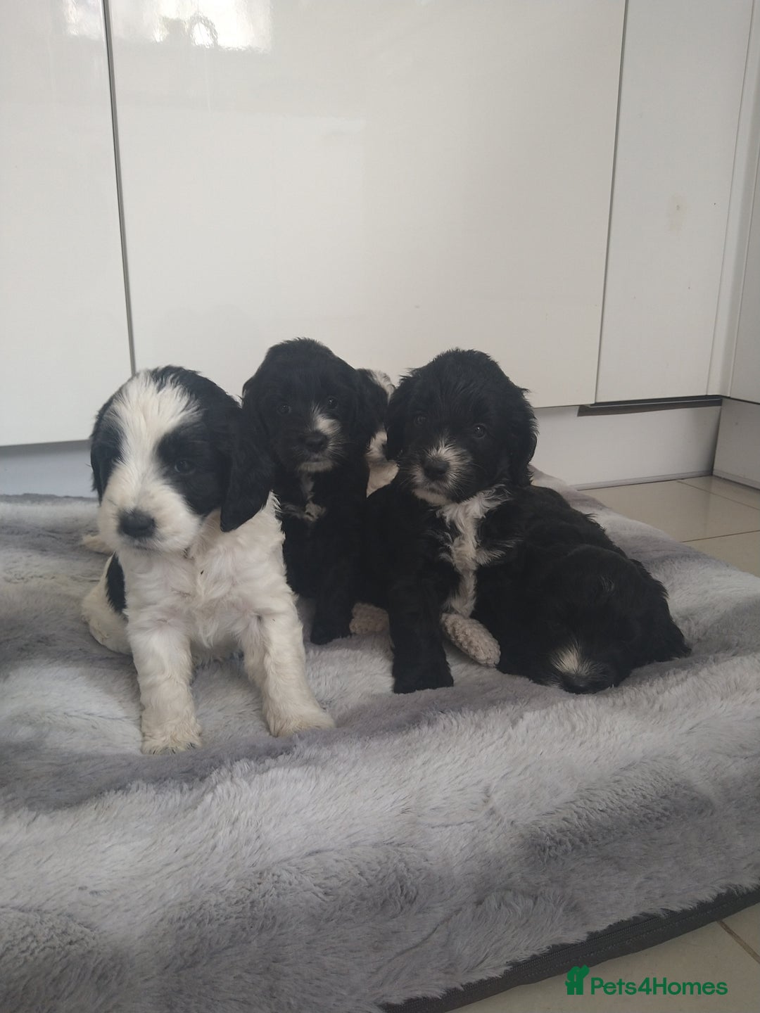 Cockapoo dogs for sale: cockerpoo  - Image 3