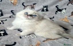 Ragdoll cats for sale: Ready Now Last Ragdoll Girl DNA tested  - Image 5