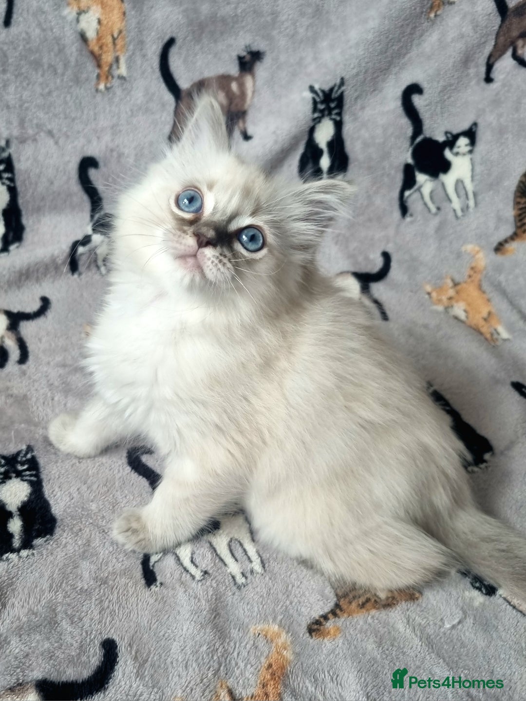Ragdoll cats for sale: Ready Now Last Ragdoll Girl DNA tested  - Image 5