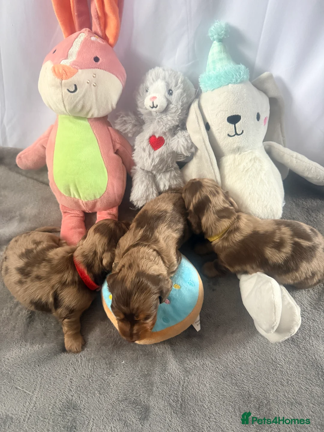 Miniature Dachshund dogs for sale: Longhaired Miniature Dachshunds KC Registered  - Advert 12