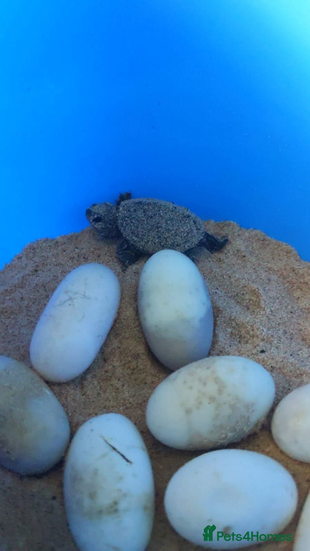 Turtle reptiles for sale: Baby Musk Turtles Available  - Advert 3