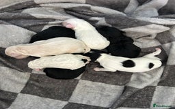 Shihpoo dogs for sale: Stunning Shihpoo x Sproodle puppies - Image 1